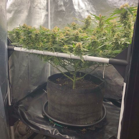 LSD 2 growlog timeline photo