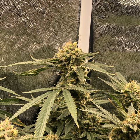 LSD 2 growlog timeline photo