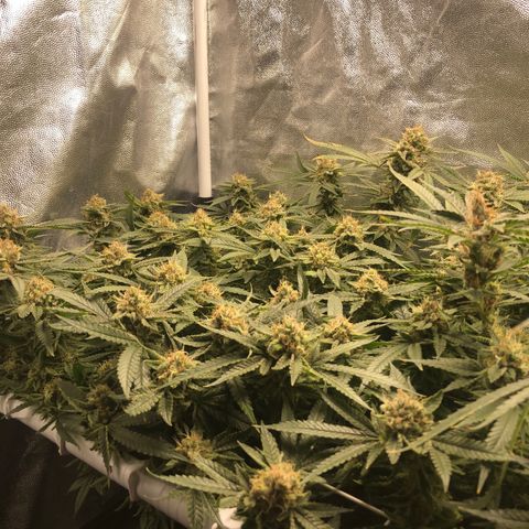LSD 2 growlog timeline photo
