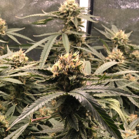 LSD 2 growlog timeline photo