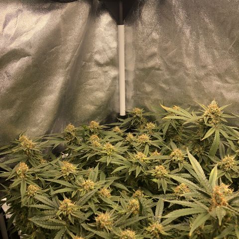 LSD 2 growlog timeline photo