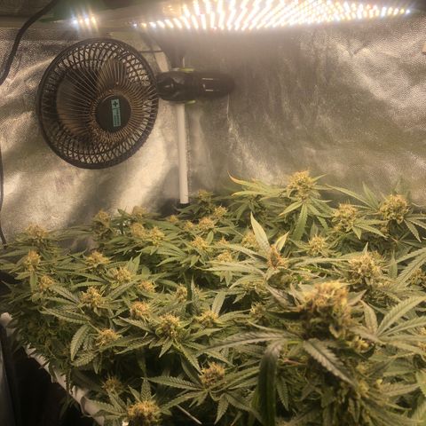 LSD 2 growlog timeline photo