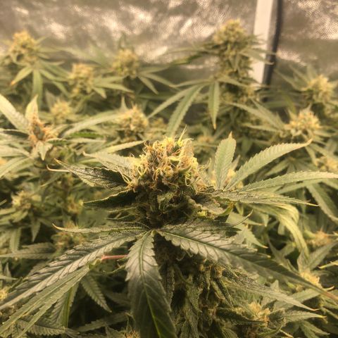 LSD 2 growlog timeline photo