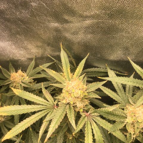 LSD 2 growlog timeline photo