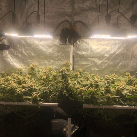 LSD 2 growlog timeline photo