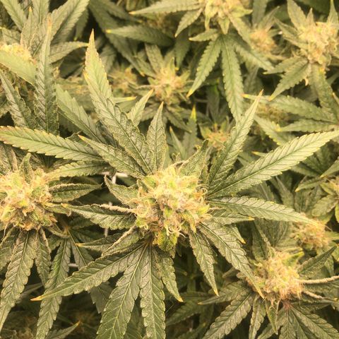 LSD 2 growlog timeline photo