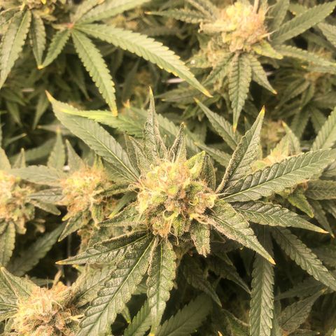 LSD 2 growlog timeline photo