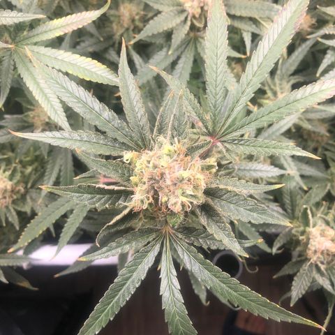 LSD 2 growlog timeline photo