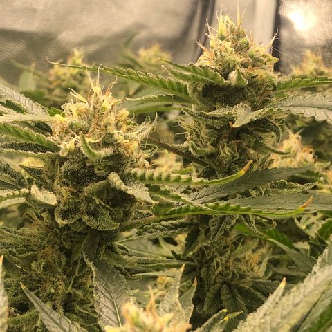 LSD 1 growlog timeline photo