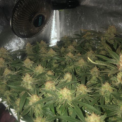 LSD 2 growlog timeline photo