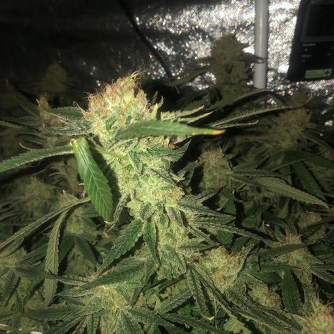LSD 2 growlog timeline photo