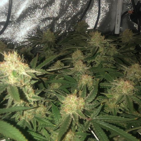 LSD 2 growlog timeline photo