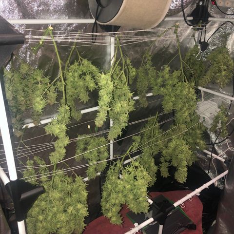 LSD 2 growlog timeline photo