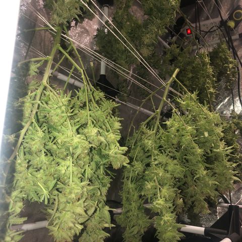 LSD 2 growlog timeline photo