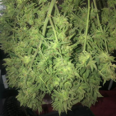 LSD 2 growlog timeline photo