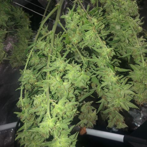 LSD 2 growlog timeline photo