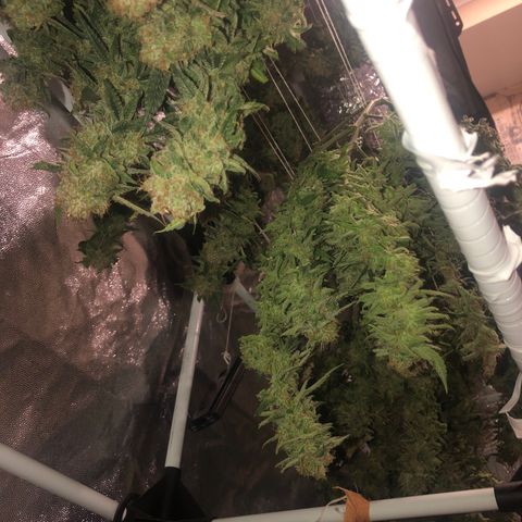 LSD 2 growlog timeline photo