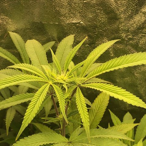 Mother lemonade growlog timeline photo