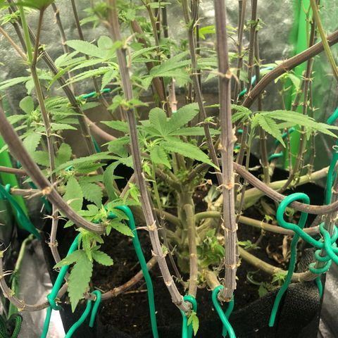Mother lemonade growlog timeline photo