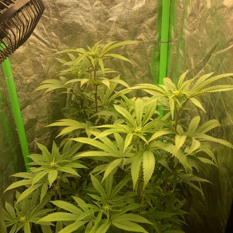 Mother lemonade growlog timeline photo