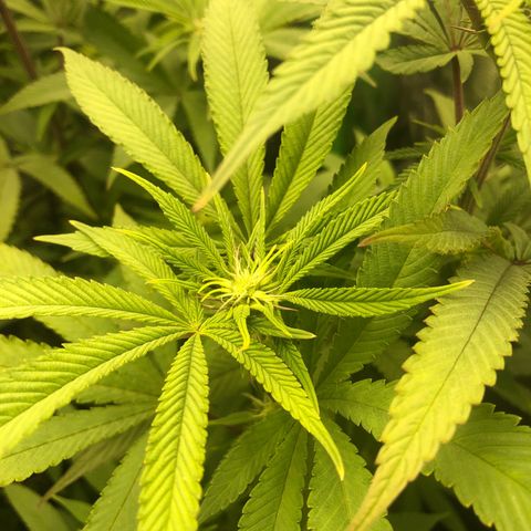 Mother lemonade growlog timeline photo