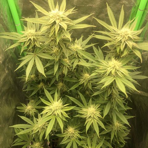Mother lemonade growlog timeline photo