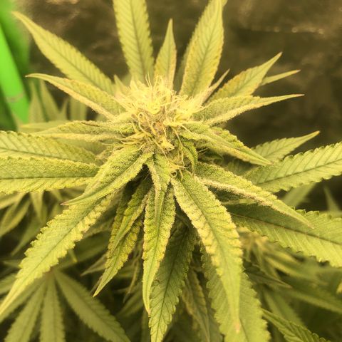 Mother lemonade growlog timeline photo