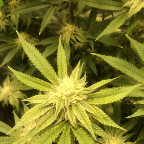 Mother lemonade growlog timeline photo