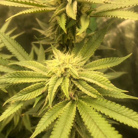 Mother lemonade growlog timeline photo