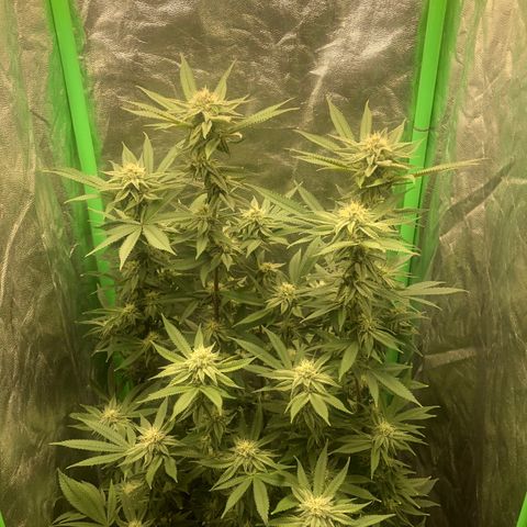 Mother lemonade growlog timeline photo