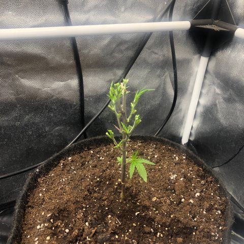 Strawberry Lemonade  #1 growlog timeline photo
