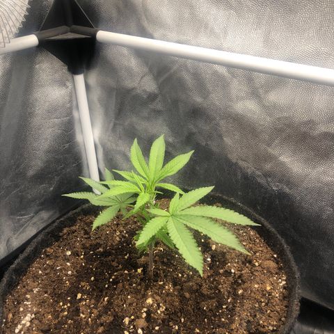 Strawberry Lemonade  #2 growlog timeline photo