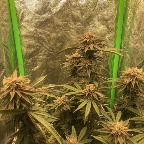 Mother lemonade growlog timeline photo