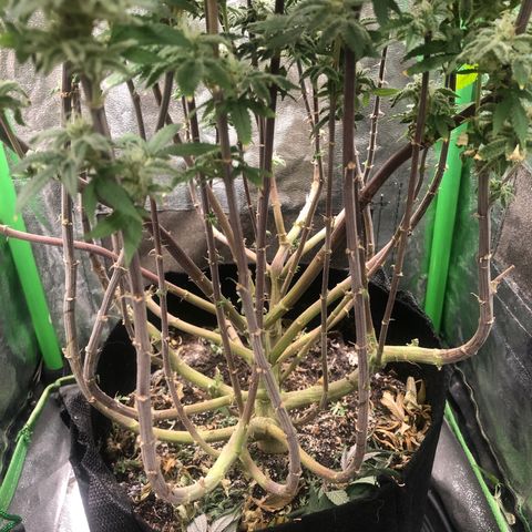 Mother lemonade growlog timeline photo