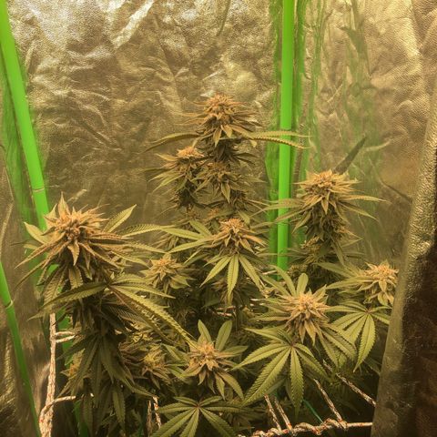 Mother lemonade growlog timeline photo