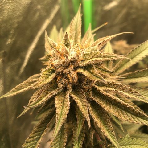 Mother lemonade growlog timeline photo
