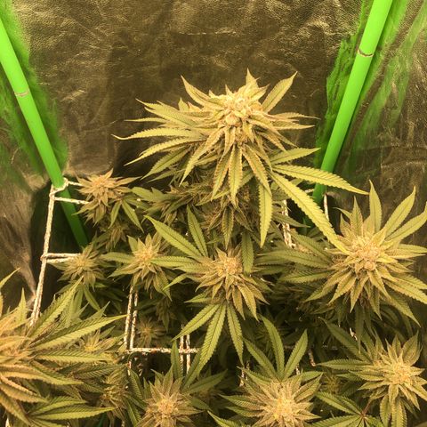Mother lemonade growlog timeline photo