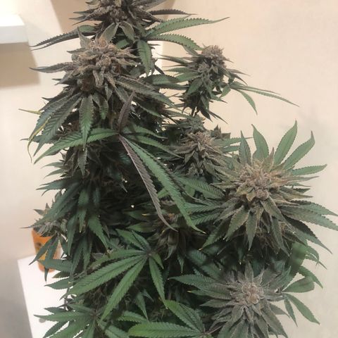 Mother lemonade growlog timeline photo