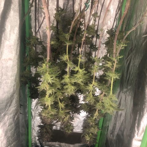 Mother lemonade growlog timeline photo