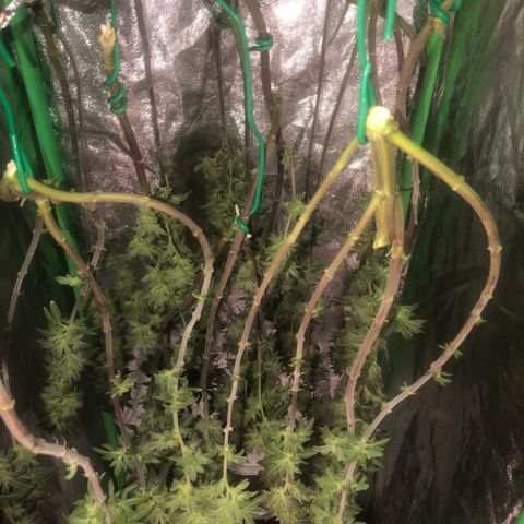 Mother lemonade growlog timeline photo