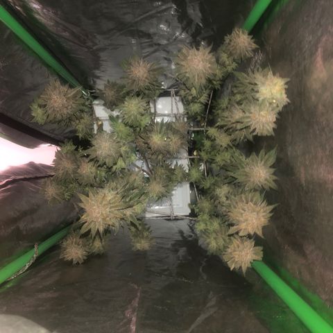 Mother lemonade growlog timeline photo
