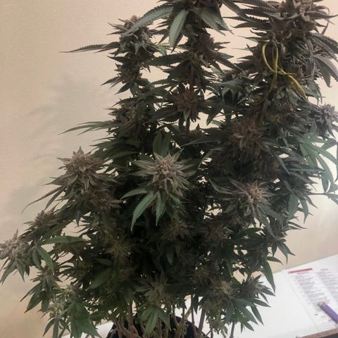 Mother lemonade growlog timeline photo