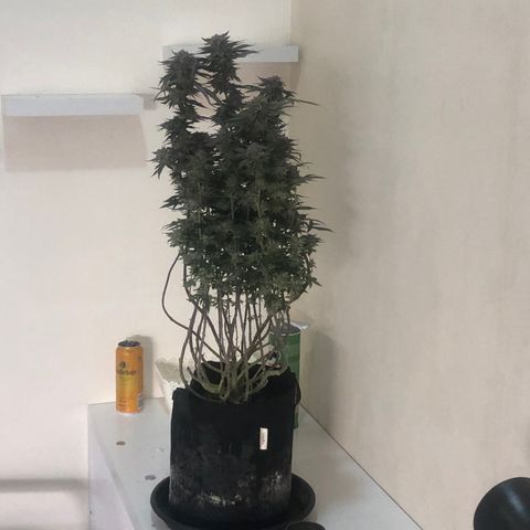 Mother lemonade growlog timeline photo