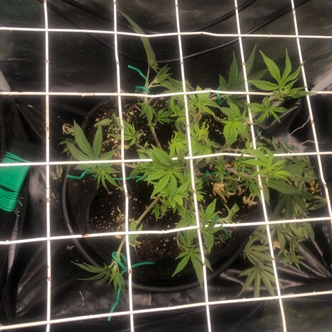 Strawberry Lemonade  #1 growlog timeline photo