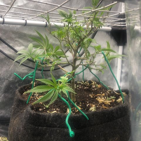 Strawberry Lemonade  #1 growlog timeline photo