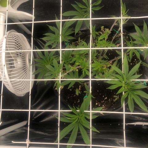 Strawberry Lemonade  #2 growlog timeline photo