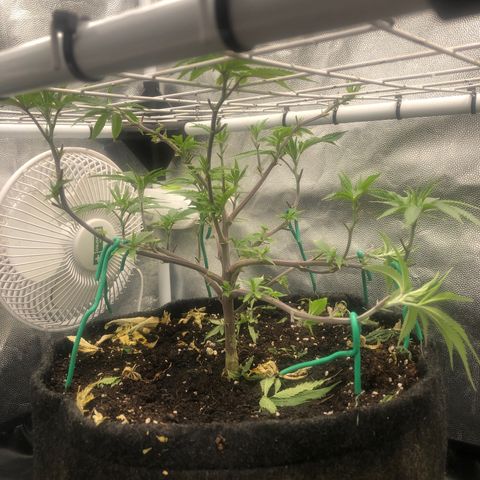 Strawberry Lemonade  #2 growlog timeline photo