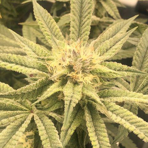 Strawberry Lemonade  #1 growlog timeline photo