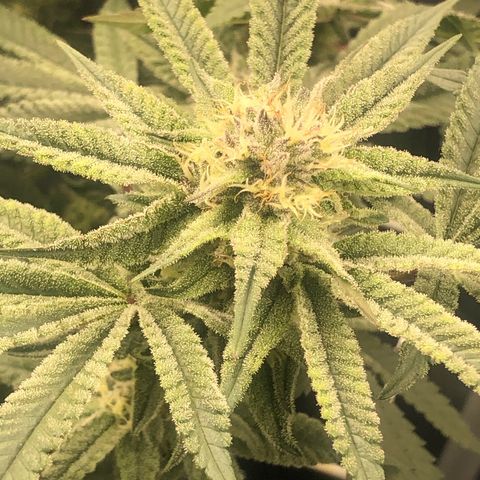 Strawberry Lemonade  #1 growlog timeline photo