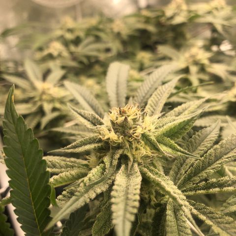 Strawberry Lemonade  #1 growlog timeline photo
